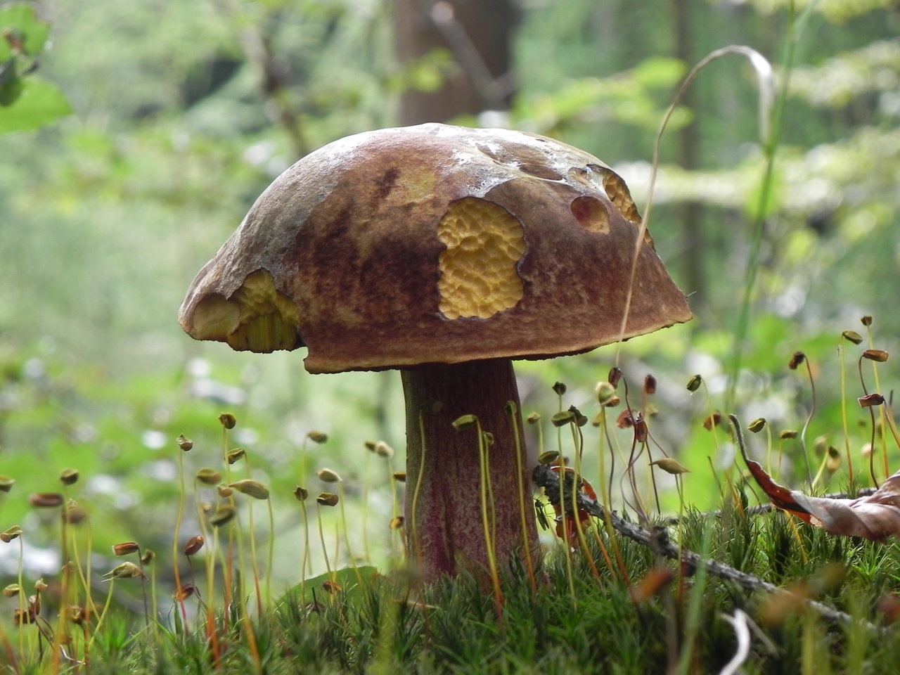 Toad in forest