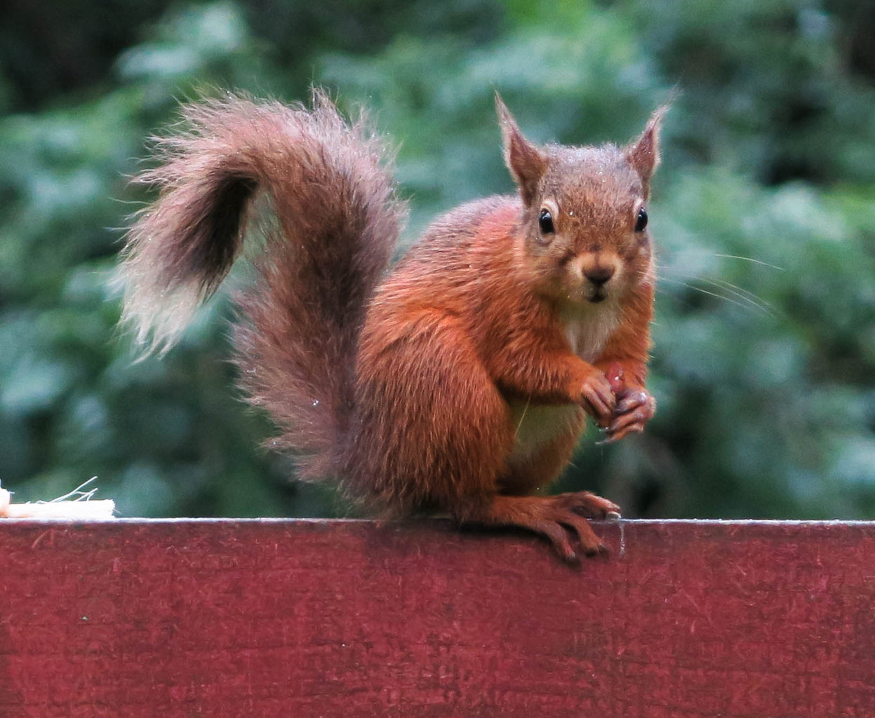 Squirrelphoto